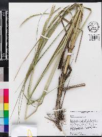 Spartina alterniflora image