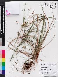 Cyperus tetragonus image