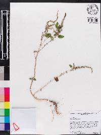 Amaranthus viridis image