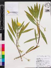 Ludwigia hexapetala image