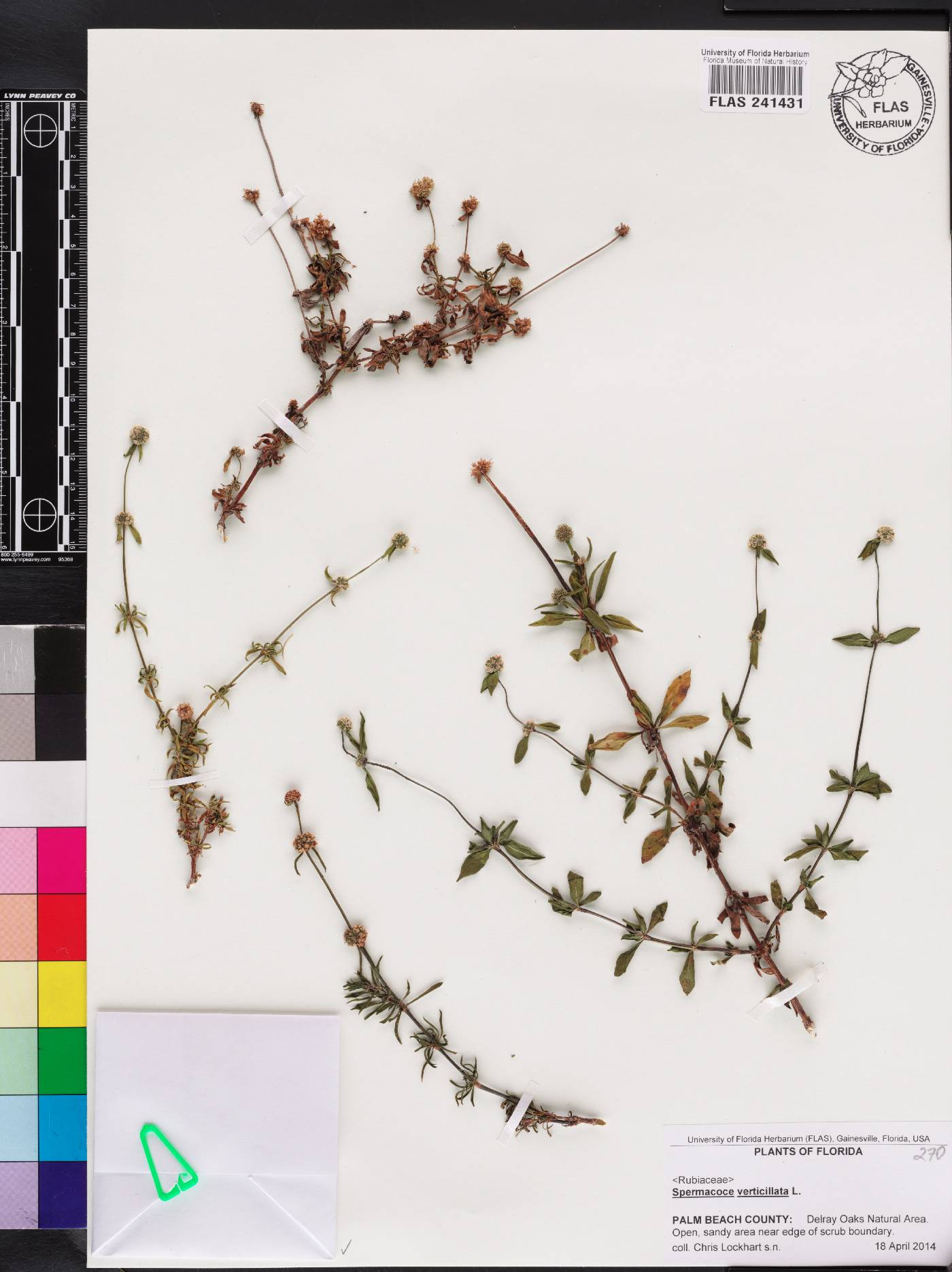Spermacoce verticillata image