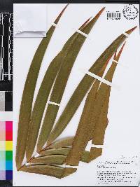 Ceratozamia robusta image