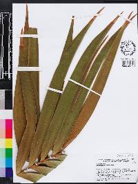 Ceratozamia robusta image