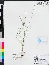 Digitaria filiformis image