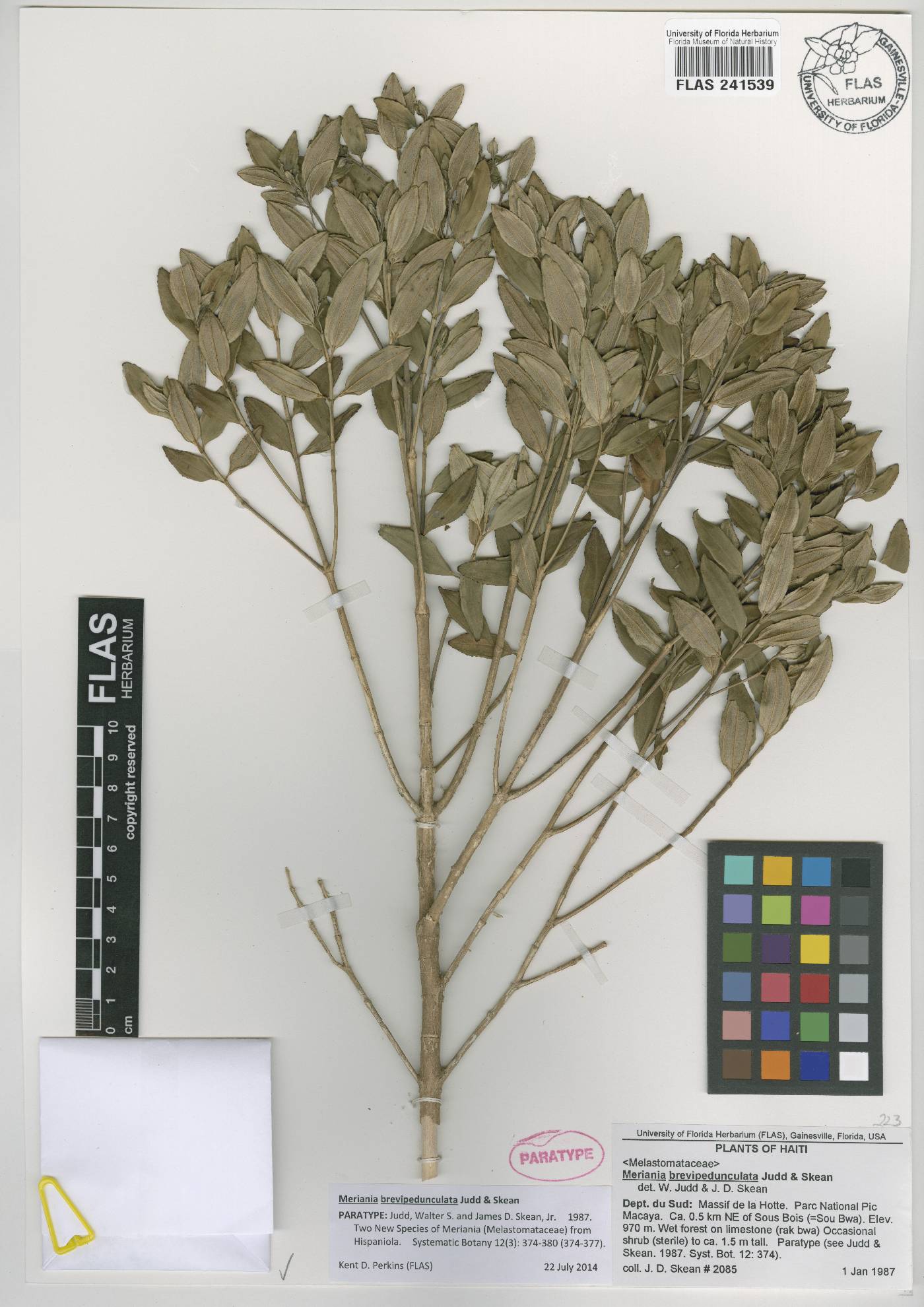Meriania brevipedunculata image
