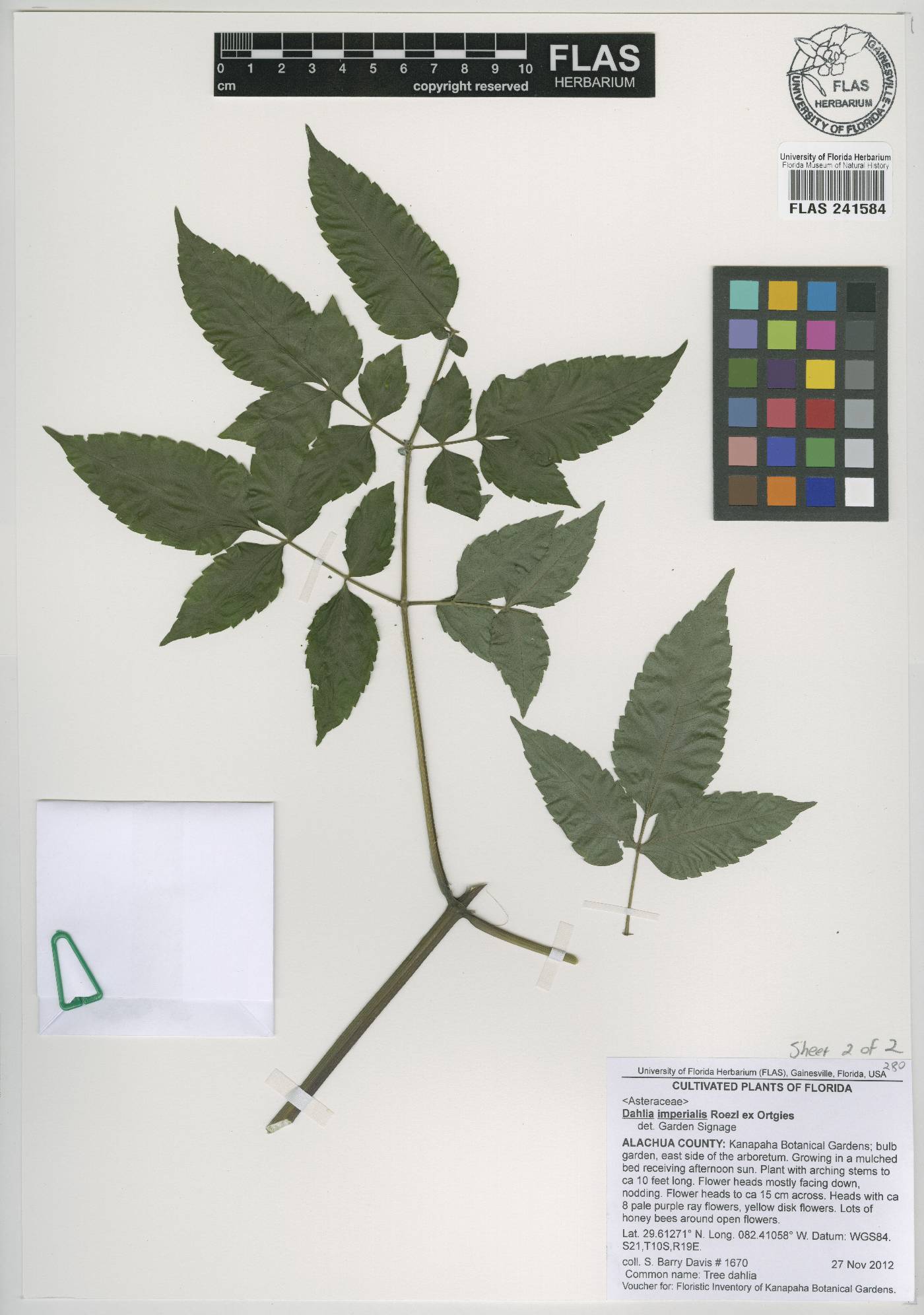 Dahlia imperialis image