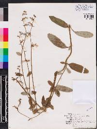 Lobelia georgiana image