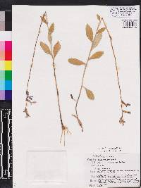 Lobelia georgiana image