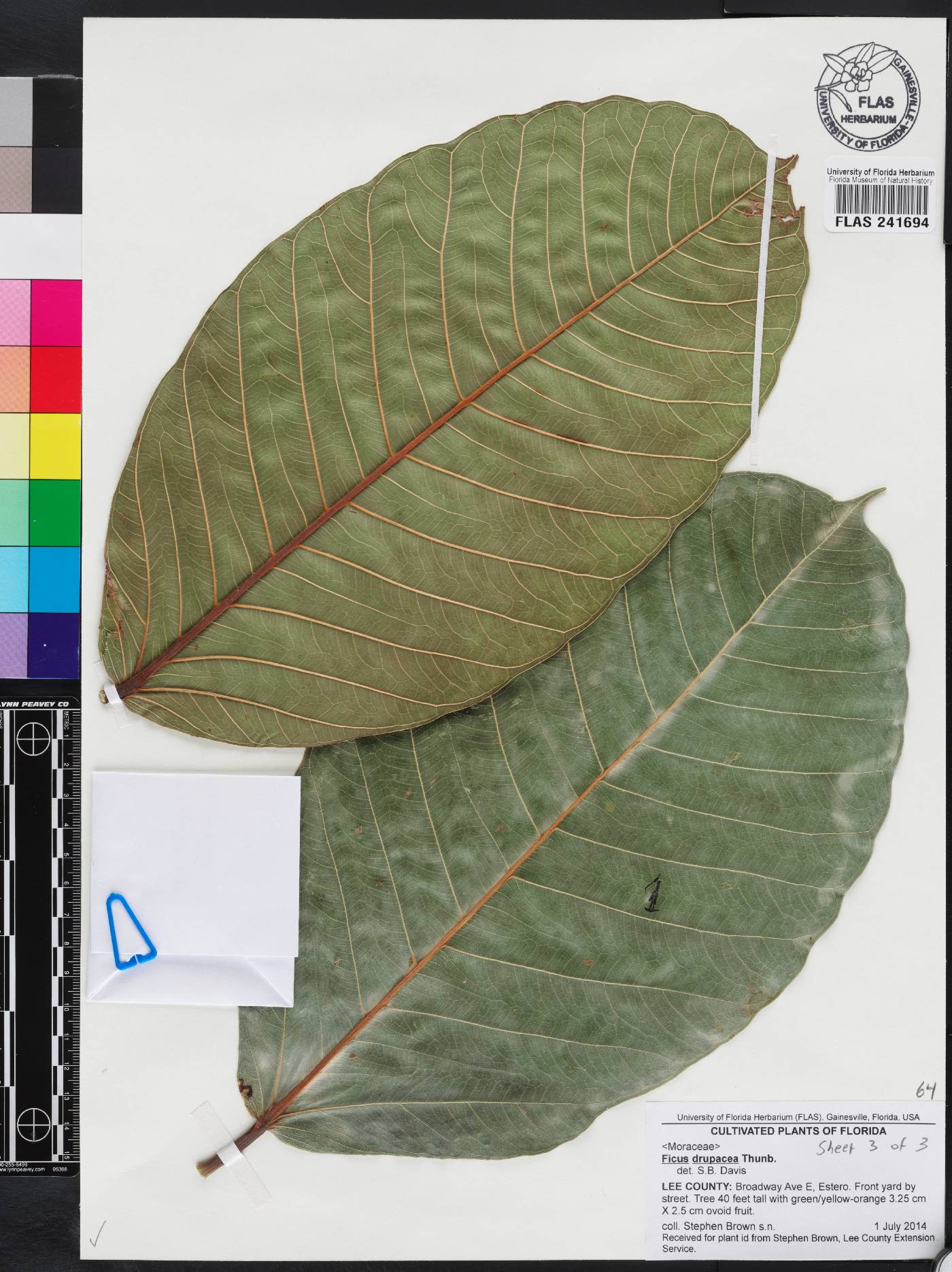 Ficus drupacea image