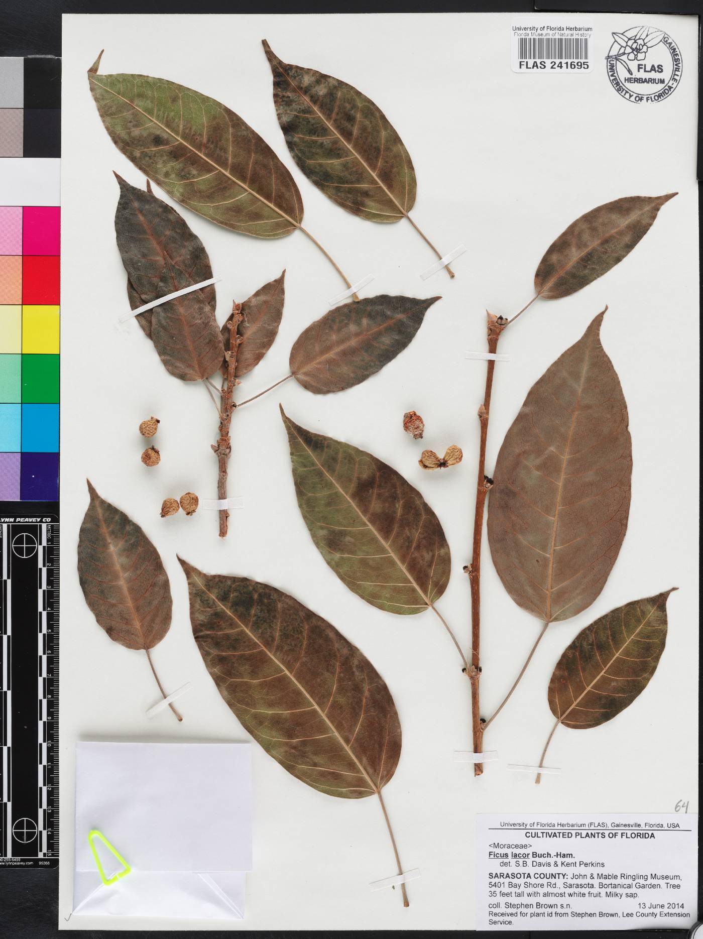 Ficus concinna image