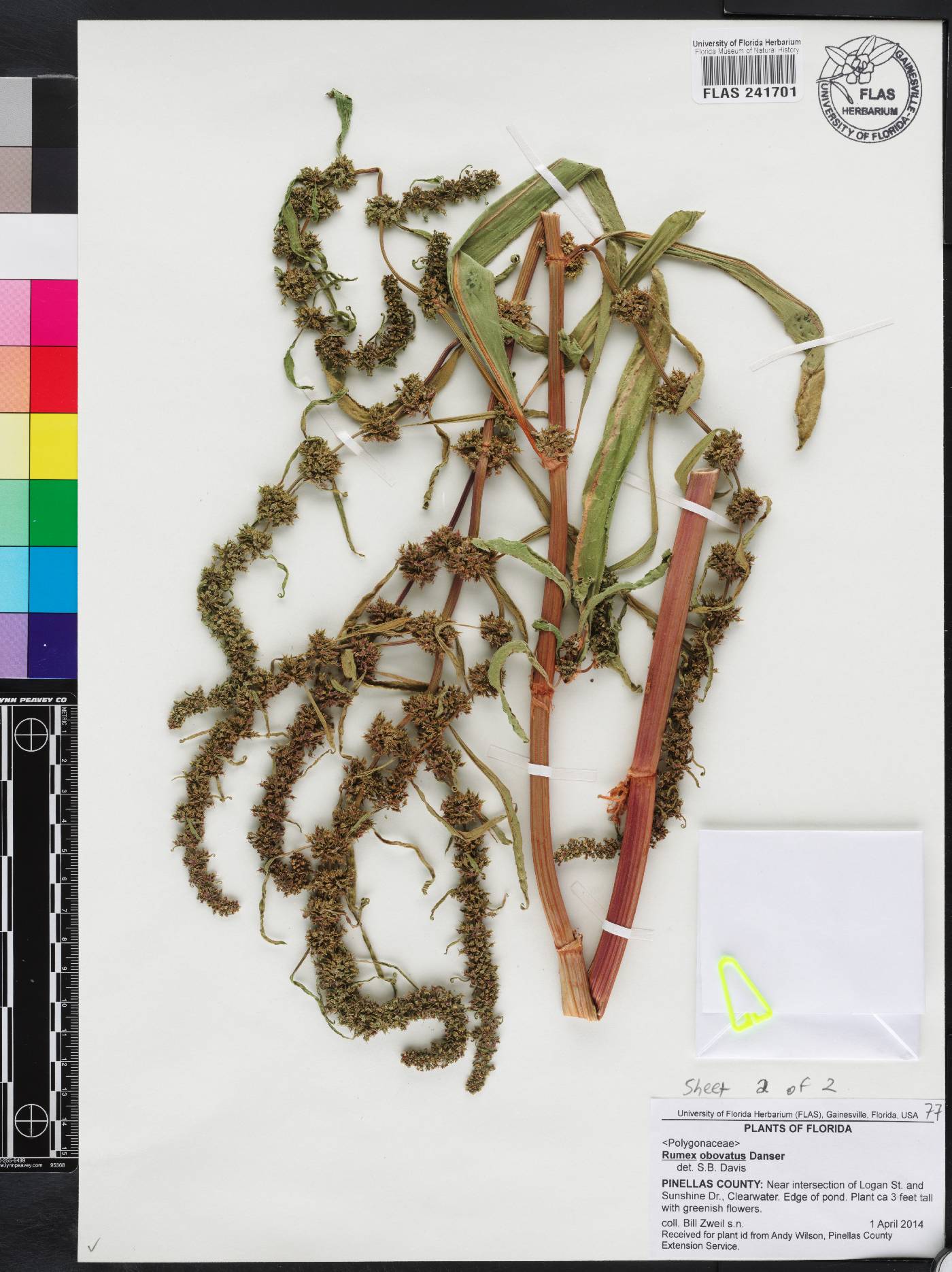 Rumex obovatus image