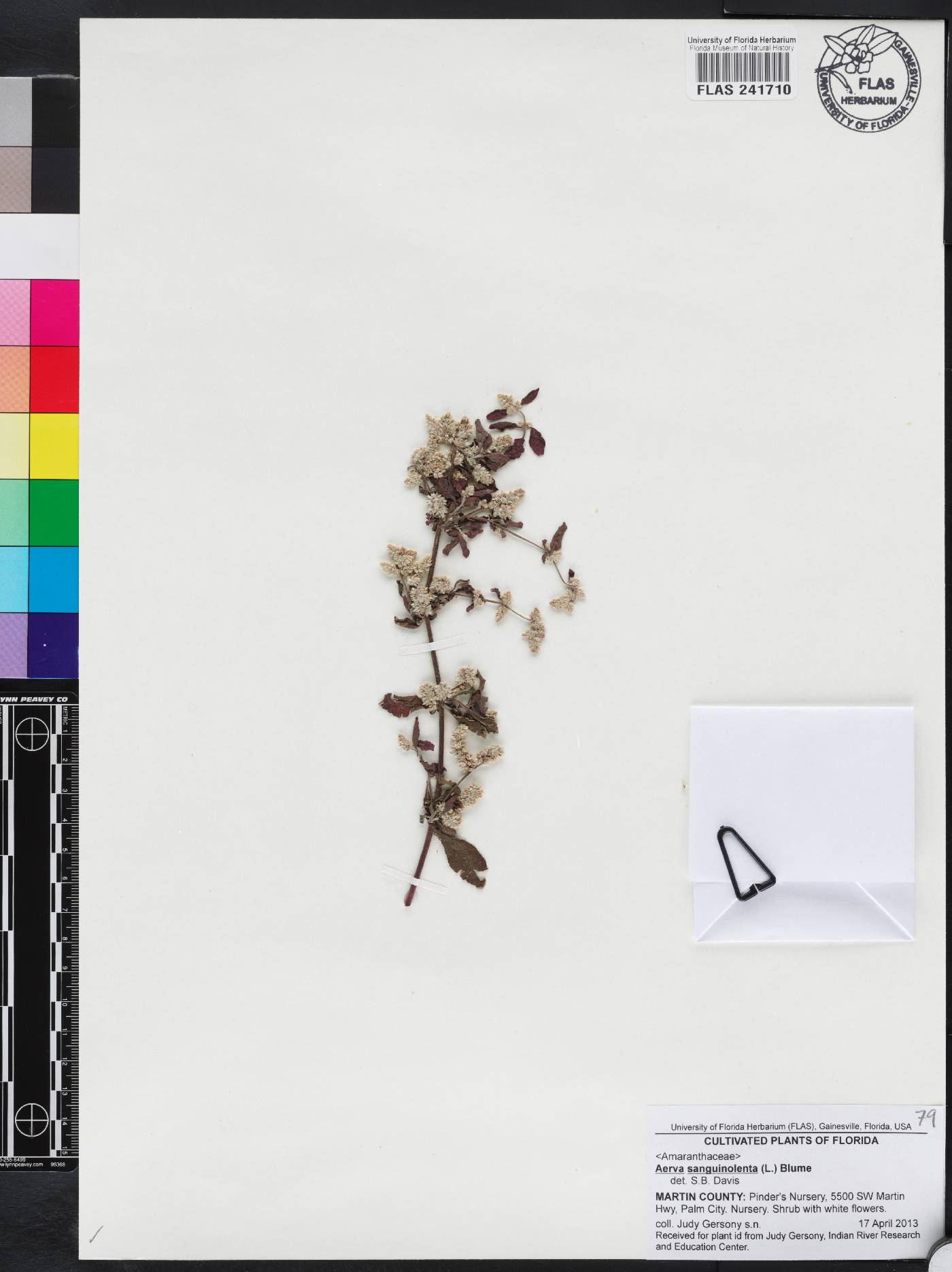 Aerva sanguinolenta image