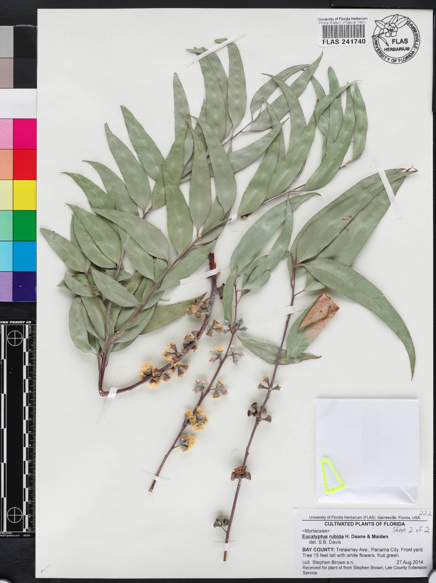 Eucalyptus rubida image