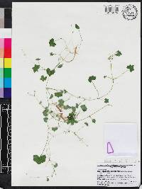 Hydrocotyle bowlesioides image