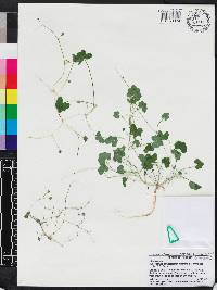 Hydrocotyle bowlesioides image