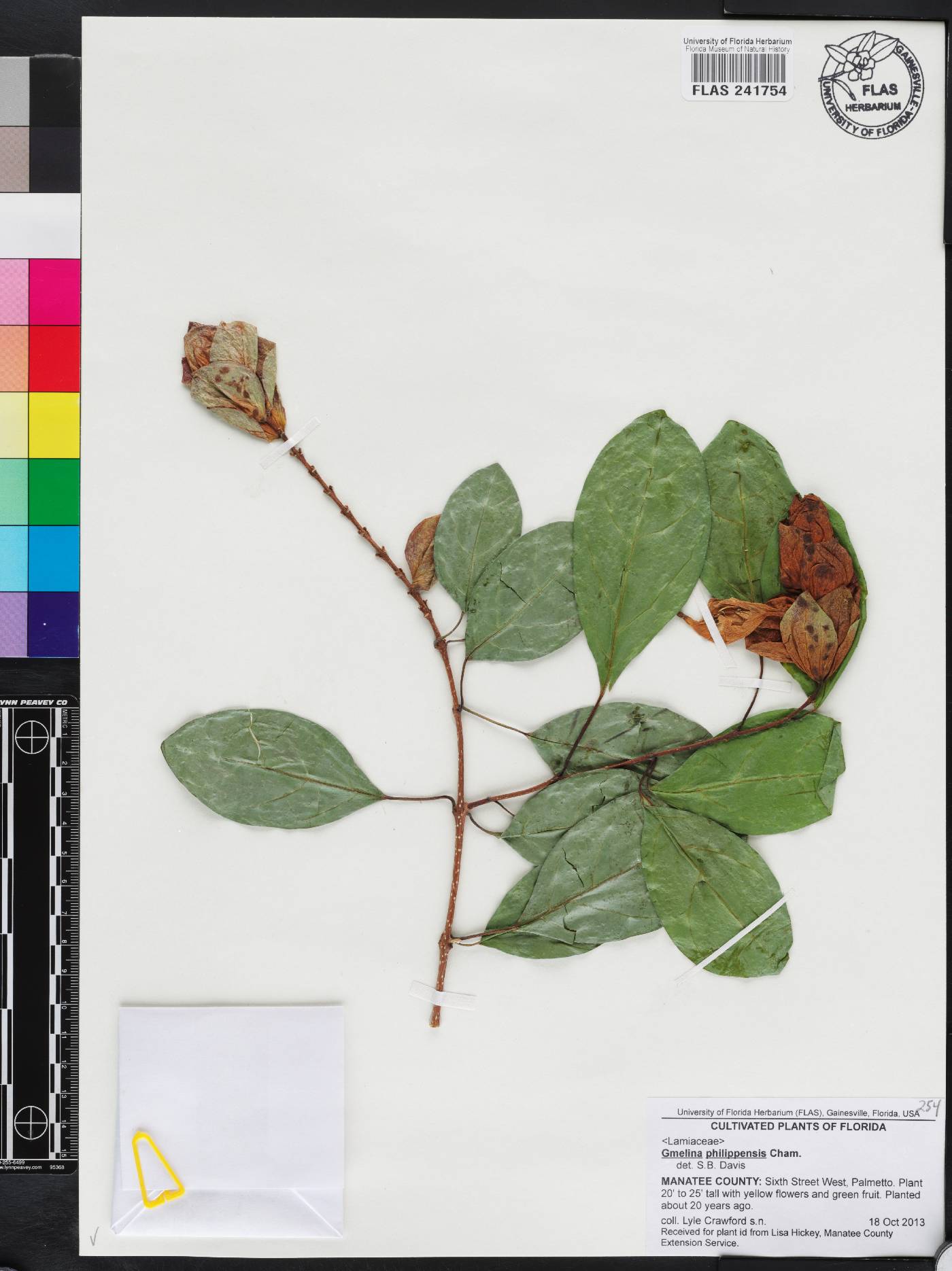 Gmelina philippensis image