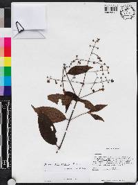 Miconia goniostigma image