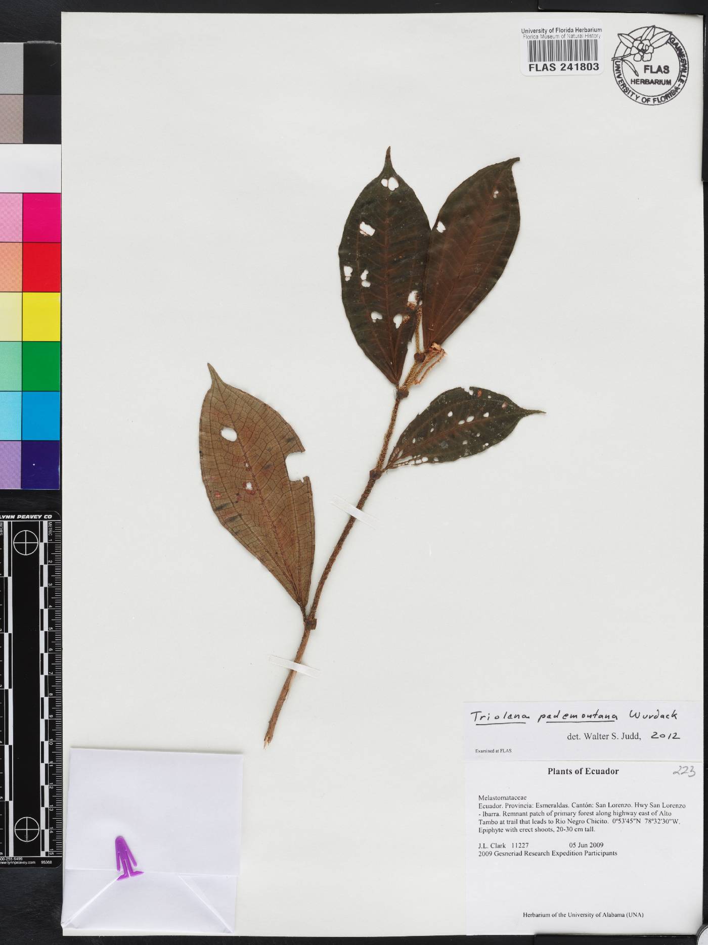Triolena pedemontana image