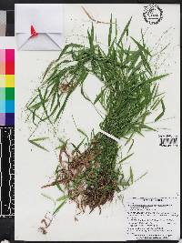 Dichanthelium dichotomum subsp. lucidum image