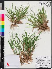 Dichanthelium laxiflorum image