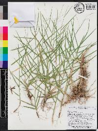 Panicum repens image