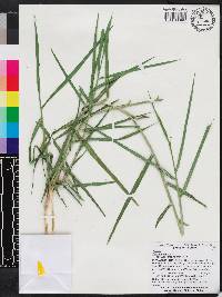 Panicum repens image