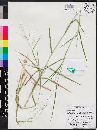 Panicum repens image