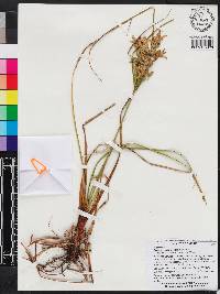 Cyperus lecontei image