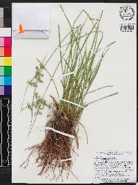 Cyperus surinamensis image