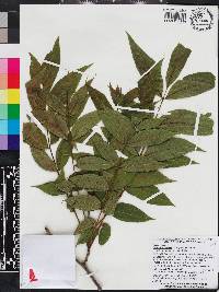 Carya illinoinensis image