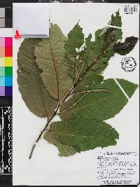 Castanea mollissima image