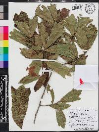 Quercus incana image