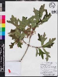 Quercus margarettae image