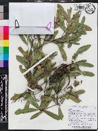 Quercus pumila image