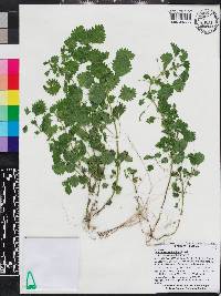 Urtica chamaedryoides image