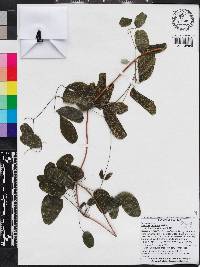 Clematis reticulata image