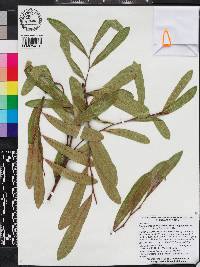 Asimina angustifolia image