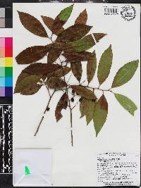 Prunus caroliniana image