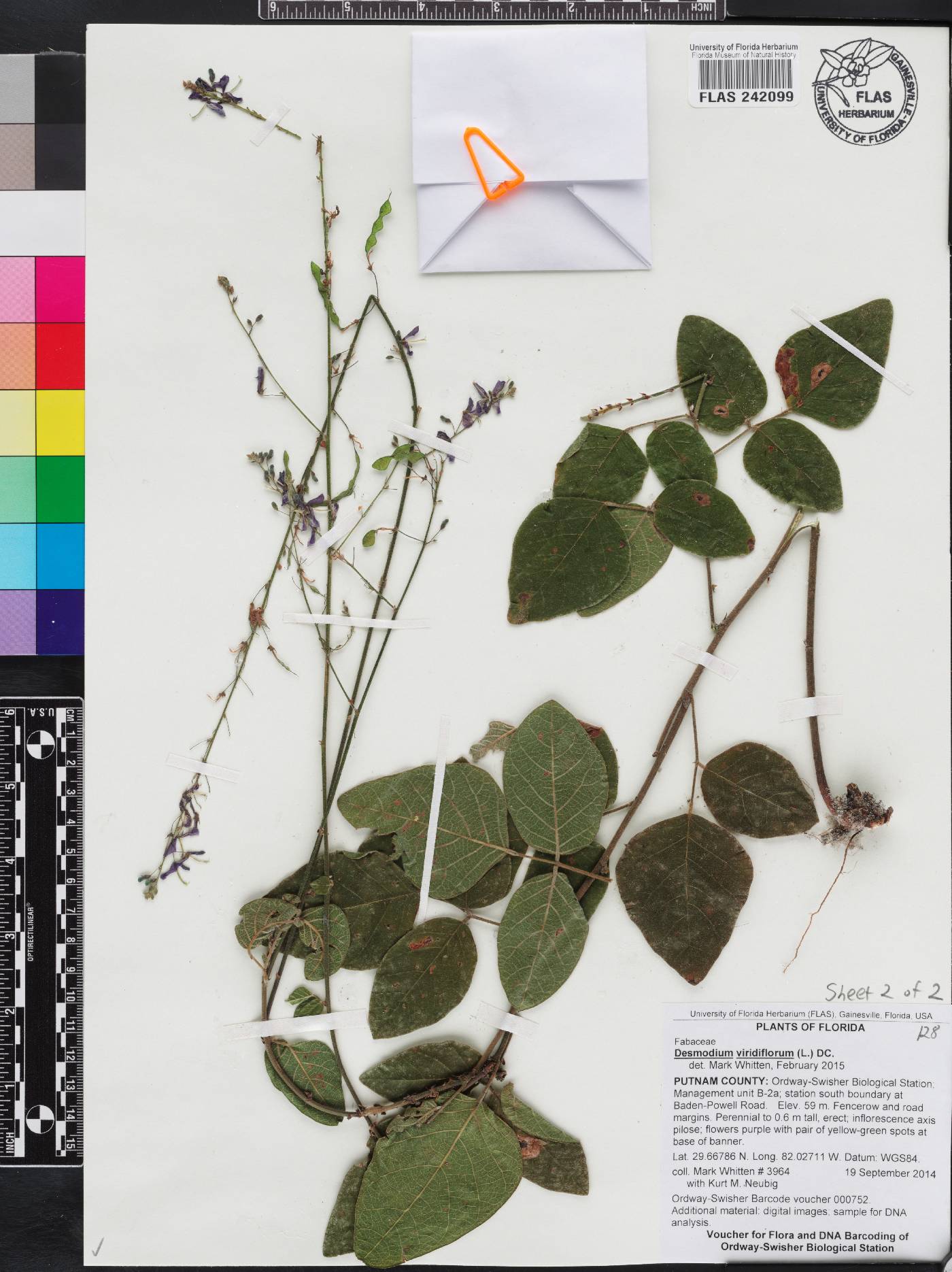 Desmodium viridiflorum image