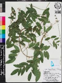 Galactia elliottii image
