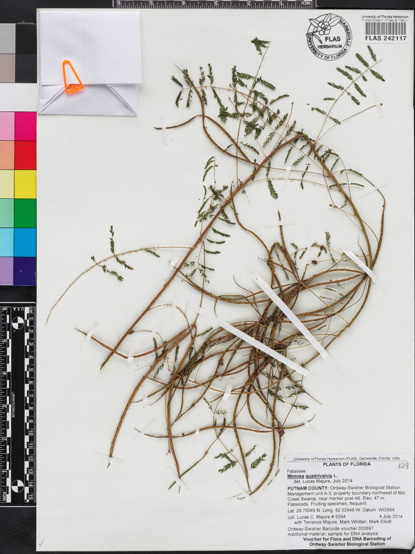 Mimosa quadrivalvis image