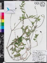 Tephrosia florida image