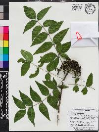 Zanthoxylum clava-herculis image