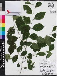 Ilex ambigua image