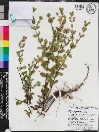 Hypericum crux-andreae image