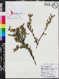 Hypericum crux-andreae image