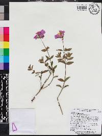 Rhexia nashii image