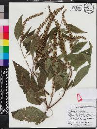 Ocimum gratissimum image