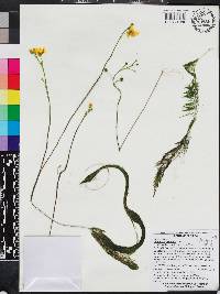 Utricularia floridana image