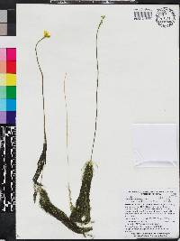 Utricularia floridana image